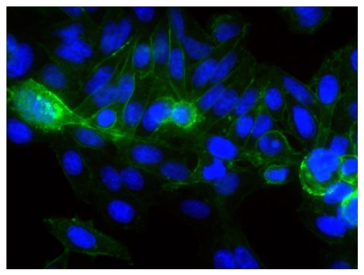 CD44 Antibody [F10-44-2] (FITC)