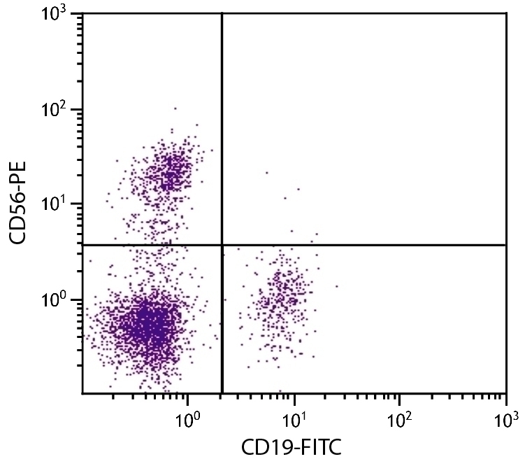 CD56 Antibody [MEM 188] (PE)