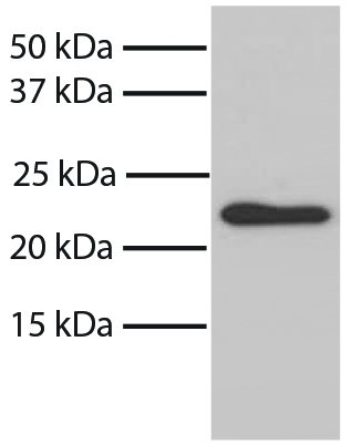 Bax Antibody [6A7]