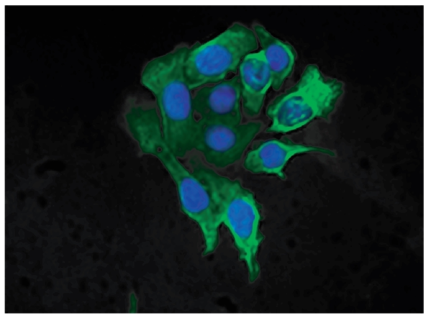 Cytokeratin 8 Antibody [SB37b] (FITC)