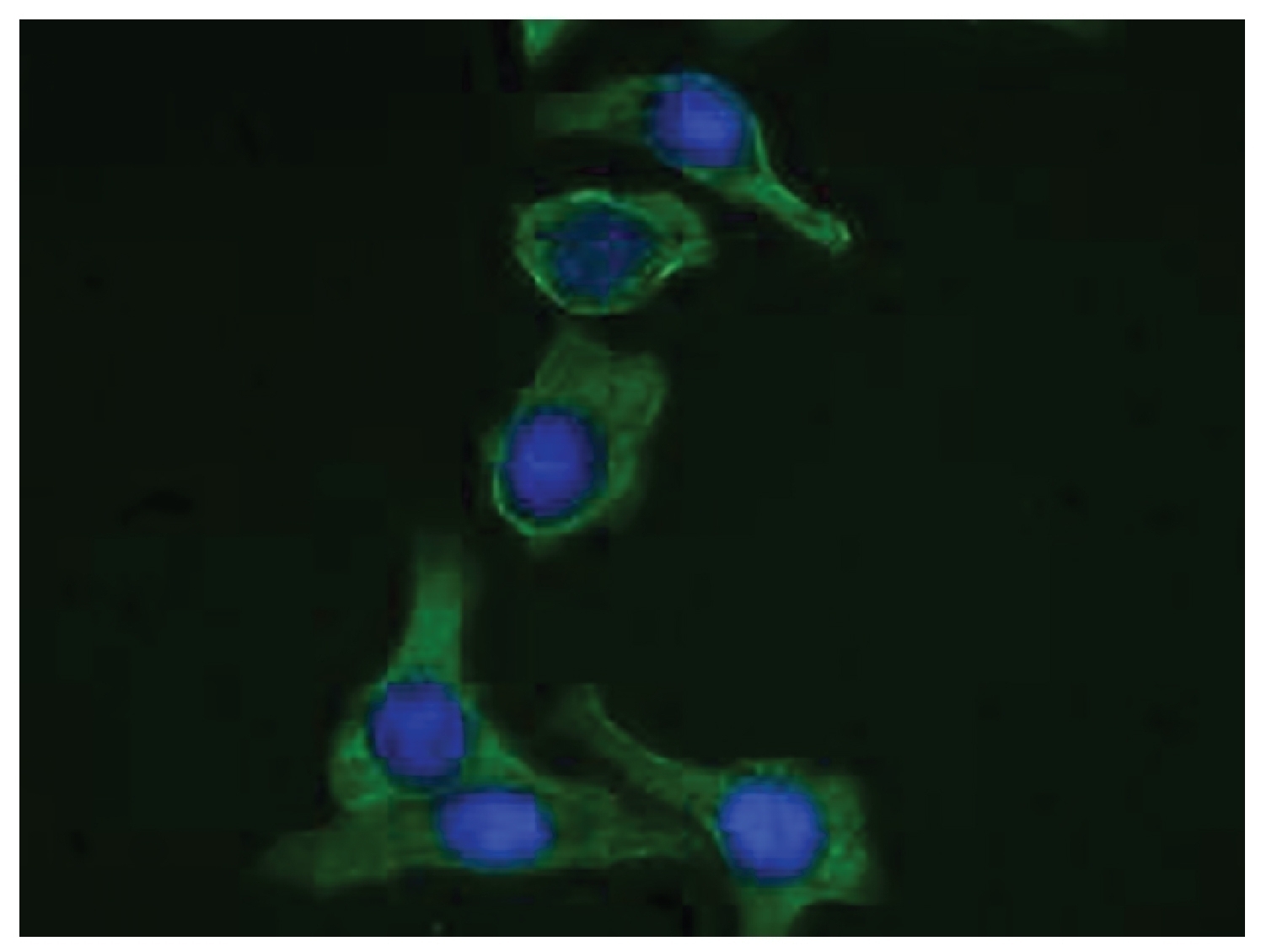 Cytokeratin 19 Antibody [SB39g] (FITC)
