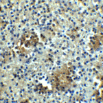 Immunohistochemistry of ABCA7 in human spleen tissue with ABCA7 antibody at 5μg/ml.