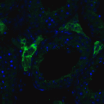 <strong>Figure 6 Immunofluorescence Validation of ACE2 in Human Testis Tissue</strong><br>Immunofluorescent analysis of 4% paraformaldehyde-fixed human testis tissue labeling ACE-2 with 3227 at 20 μg/mL, followed by goat anti-rabbit IgG secondary antibody at 1/500 dilution (green) and DAPI staining (blue).