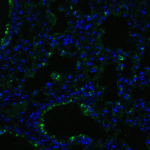 <strong>Figure 7 Immunofluorescence Validation of ACE2 in Mouse Lung Tissue</strong><br>Immunofluorescent analysis of 4% paraformaldehyde-fixed mouse lung tissue labeling ACE-2 with 3217 at 20 μg/mL, followed by goat anti-rabbit IgG secondary antibody at 1/500 dilution (green) and DAPI staining (blue).