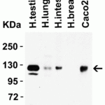 <strong>Figure 2 Western Blot Validation in Human Tissues and Cell Line</strong><br>Loading: 15 μg of lysates per lane.Antibodies: ACE2, 3217 (2 μg/mL),  1h incubation at RT  in 5% NFDM/TBST.Secondary: Goat anti-rabbit IgG HRP conjugate at 1:10000 dilution.