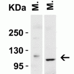 <strong>Figure 3 Western Blot Validation in Mouse Tissues</strong><br>Loading: 15 μg of lysates per lane.Antibodies: ACE2, 3227 (2 μg/mL),  1h incubation at RT  in 5% NFDM/TBST.Secondary: Goat anti-rabbit IgG HRP conjugate at 1:10000 dilution.