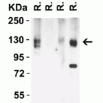 <strong>Figure 4 Western Blot Validation in Rat Tissues </strong><br>Loading: 15 μg of lysates per lane.Antibodies: ACE2, 3217 (2 μg/mL),  1h incubation at RT  in 5% NFDM/TBST.Secondary: Goat anti-rabbit IgG HRP conjugate at 1:10000 dilution.