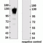 <strong>Figure 1 Western Blot Validation with Recombinant Protein</strong><br>Loading: 1ug of ACE-2 recombinant protein, 10-014, per lane. Antibodies: ACE2 Antibody, 10-531, 1:2000. Secondary: Goat anti-rabbit IgG (H+L)-HRP conjugate at 1:20000 dilution.