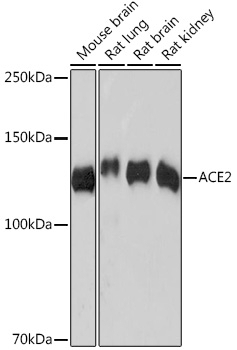 ACE2 Antibody, Monoclonal