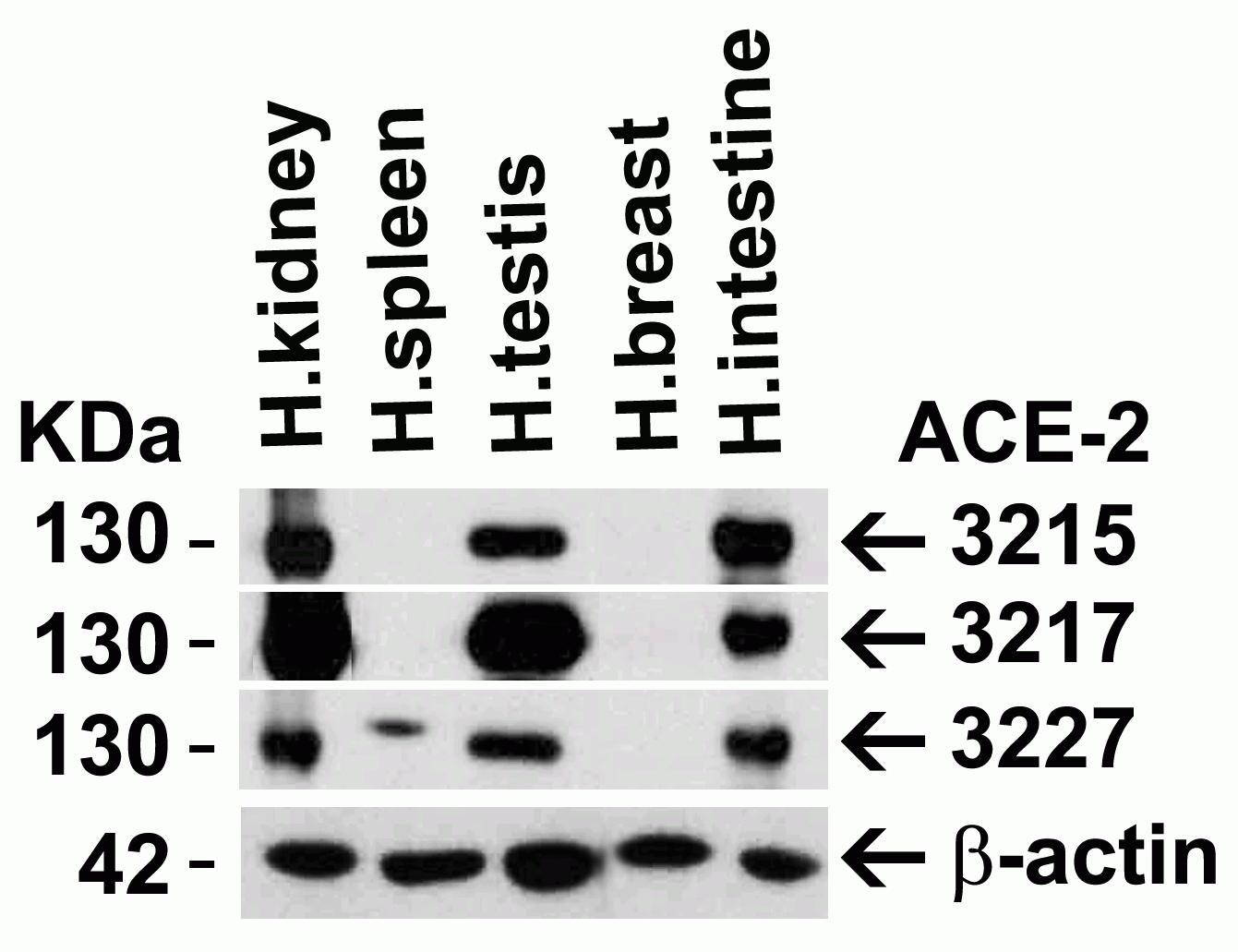 ACE2 Antibody