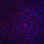 Immunofluorescence of AFP in mouse liver tissue with AFP antibody at 20 μg/mL.<br><br>Red: AFP Antibody (5869) <br> Blue: DAPI staining