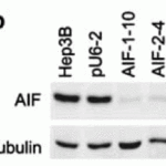 <strong>Figure 5  KD Validation of AIF  in AIF Silenced Stable Cells(Apostolova et al., 2006) </strong><br>AIF silencing is sustained in stable cell lines. Western blot analysis ofstable lines AIF-1-10, AIF-2-4 and pU6-2 using anti-AIF antibodies. AIF protein was disrupted after AIF silencing with AIF siRNA (AIF-1-10 and AIF-2-4) as compared to control (Hep3B and pU6-2).