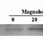 <strong>Figure 8  Induced Expression  Validation of AIF in U937 Cells (Ikai et al., 2006) </strong><br>Release of AIF at 48 h after the treatment with 30 uM  magnolol examined by Western blotAnalysis with anti-AIF antibodies. AIF release was markedly increased 48h after magnolol treatment.
