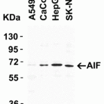 <strong>Figure 1 Western Blot Validation in Human Cell Lines</strong><br>Loading: 15 μg of lysates per lane.Antibodies: AIF 2239, (1 µg/mL), 1h incubation at RT in 5% NFDM/TBST.Secondary: Goat anti-rabbit IgG HRP conjugate at 1:10000 dilution.