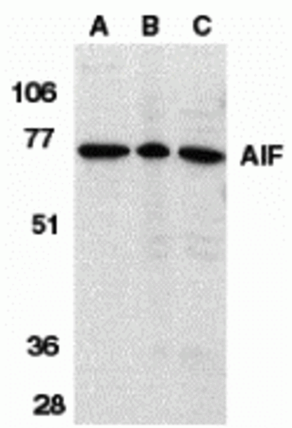 AIF Antibody
