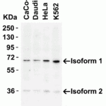 <strong>Figure 1 Western Blot Validation in Human Cell Lines</strong><br>Loading: 15 μg of lysates per lane.Antibodies: AIF 2301, (2 µg/mL), 1h incubation at RT in 5% NFDM/TBST.Secondary: Goat anti-rabbit IgG HRP conjugate at 1:10000 dilution.