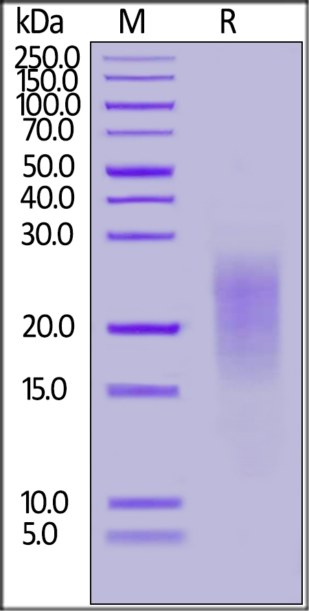 ALK-7 Recombinant Protein
