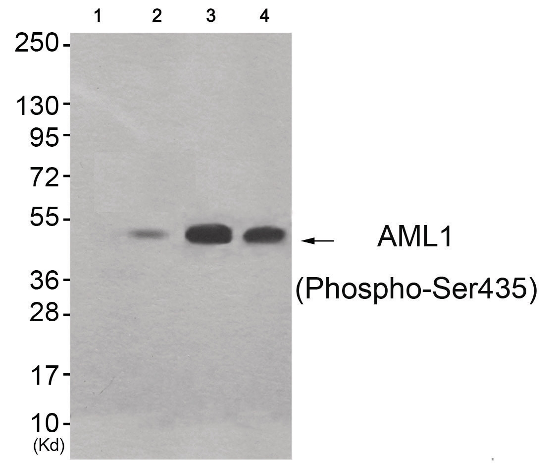 AML1 (phospho Ser435) Antibody