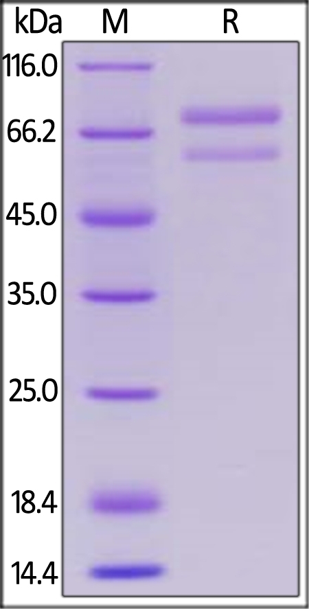 ANGPTL7 / CDT6 Recombinant Protein