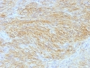 ANO1 Antibody [SPM580]