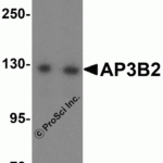 Western blot analysis of AP3B2 expression in mouse brain tissue lysate with AP3B2 antibody at (A) 1 and (B) 2 μg/ml.