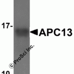 Western blot analysis with 25ng of recombinant APC13 protein with APC13 antibody at  1 μg/ml.