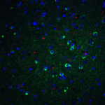 Immunofluorescence of APO E in mouse brain tissue with APO E Antibody at 20 μg/mL. <br><br>Green: APO E antibody (7333) <br> Red: Phylloidin staining<br> Blue: DAPI staining