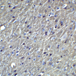 Immunohistochemistry of APO E in mouse brain tissue with APO E Antibody at 5 μg/mL.