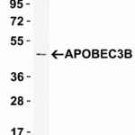 Western blot analysis of APOBEC3B in HepG2 cell lysate with APOBEC3B antibody at 1 μg/ml.