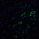 Immunofluorescence of APP in mouse brain tissue with APP Antibody at 20 μg/mL.<br><br>Green: APP antibody (5143) <br> Red: Phylloidin staining<br> Blue: DAPI staining