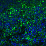 Immunofluorescence of ARR3 in mouse spleen tissue with ARR3 antibody at 20 μg/ml.<br><br>Green: ARR3 Antibody (7643) <br> Blue: DAPI staining