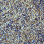 Immunohistochemistry of ARR3 in mouse spleen tissue with ARR3 antibody at 2 μg/ml.