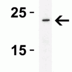 <strong>Figure 3 Western Blot Validation in Human THP-1 Cells</strong><br>Loading: 15 μg of lysate per lane.Antibodies: ASC 2287, (2 μg/mL), 1h incubation at RT in 5% NFDM/TBST.Secondary: Goat anti-rabbit IgG HRP conjugate at 1:10000 dilution.