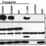 <strong>Figure 8 Overexpression Validation of ASC in HEK293T Cells (Dowds et al., 2004) </strong><br>Western blot analysis with anti-ASC antibodies (2287) was performed for ASC in HEK293T cells transfected with pcDNA3-ASC.