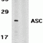 <strong>Figure 1 Western Blot Validation in Human HL60 Cells</strong><br>Loading: 15 μg of lysates per lane.Antibodies: ASC 2287, (1 μg/mL) in the absence (A) or presence (B) of blocking peptide, 1h incubation at RT in 5% NFDM/TBST.Secondary: Goat anti-rabbit IgG HRP conjugate at 1:10000 dilution.