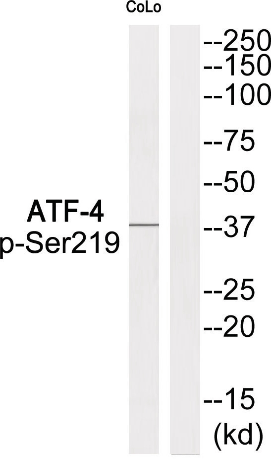 ATF-4 (phospho Ser219) Antibody
