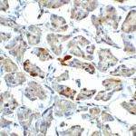 Immunohistochemistry of ATF6 in human pancreas tissue with ATF6 antibody at 5 μg/ml.
