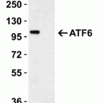 <strong>Figure 1 KO Validation of ATF6 </strong><br>Loading: 15 μg of human HeLa cell lysate Antibodies ATF6 3683, 0.5 μg/mL , 1 h incubation at RT in 5% NFDM/TBST. Secondary: Goat Anti-Rabbit IgG HRP conjugate at 1:10000 dilution.
