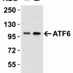 <strong>Figure 2 WB Validation in Human Cell Lines </strong><br>Loading: 15 μg of human cell lysate Antibodies ATF6 3683, 1 μg/mL , 1 h incubation at RT in 5% NFDM/TBST. Secondary: Goat Anti-Rabbit IgG HRP conjugate at 1:10000 dilution.Secondary: Goat Anti-Rabbit IgG HRP conjugate at 1:10000 dilution.conjugate at 1:10000 dilution.Secondary: Goat Anti-Rabbit IgG HRP conjugate at 1:10000 dilution.conjugate at 1:10000 dilution.