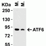 <strong>Figure 3 WB Validation in Mouse Tissue </strong><br>Loading: 15 μg of mouse tissue lysate Antibodies: ATF6 3683, 1 μg/mL , 1 h incubation at RT in 5% NFDM/TBST. Secondary: Goat Anti-Rabbit IgG HRP conjugate at 1:10000 dilution.