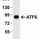 <strong>Figure 4 WB Validation in Rat Heart </strong><br>Loading: 15 μg of rat heart lysate Antibodies: ATF6 3683, 1 μg/mL , 1 h incubation at RT in 5% NFDM/TBST. Secondary: Goat Anti-Rabbit IgG HRP conjugate at 1:10000 dilution.