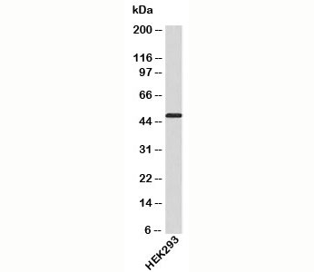 ATG4B Antibody