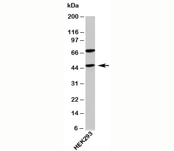 ATG4B Antibody