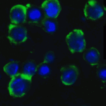 Immunofluorescence of ATG5 in Hela cells with ATG5 Antibody at 5 μg/ml.