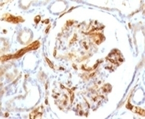 Adiponectin Antibody [ADPQ-1]