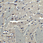 Immunohistochemistry of Adiponectin in mouse brain tissue with Adiponectin antibody at 5 μg/ml.