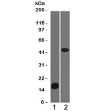 Adipophilin Antibody [ADPN1-1]