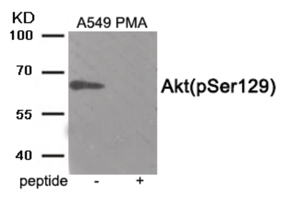 Akt (phospho Ser129) Antibody