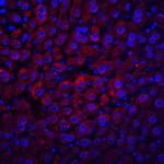 <strong>Figure 7 Immunofluorescence Validation of Albumin in Mouse Liver</strong><br> Immunofluorescent analysis of 4% paraformaldehyde-fixed mouse liver tissue labeling albumin with 5159 at 20 /mL, followed by goat anti-chicken IgY secondary antibody at 1/500 dilution (red) and DAPI staining (blue).