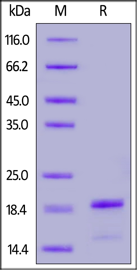 Alpha-Synuclein Recombinant Protein